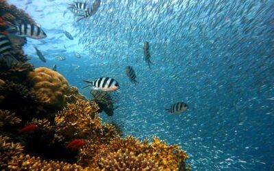 Wieso ist es zwingend erforderlich „erst ein Netz zu bauen bevor man fischen geht“?